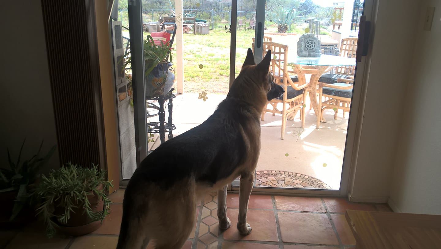 Readers pet photos
